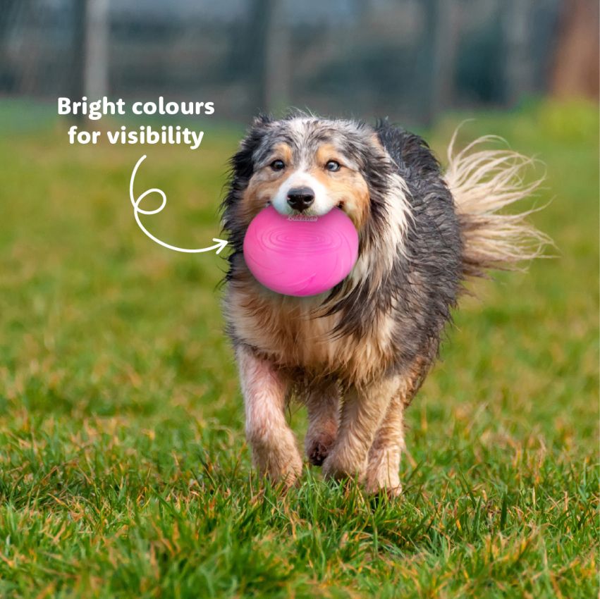 Dog Frisbee product preview image