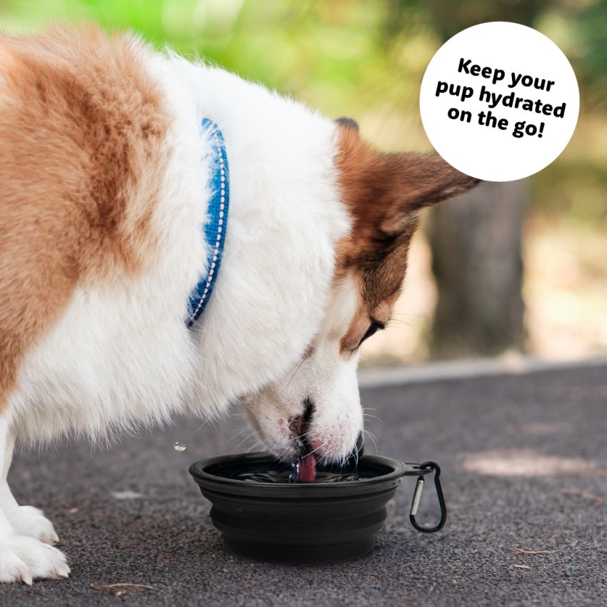 Travel Dog Bowl gallery image №3