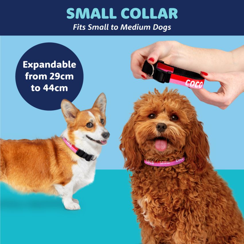 Patterned Dog Collars product preview image