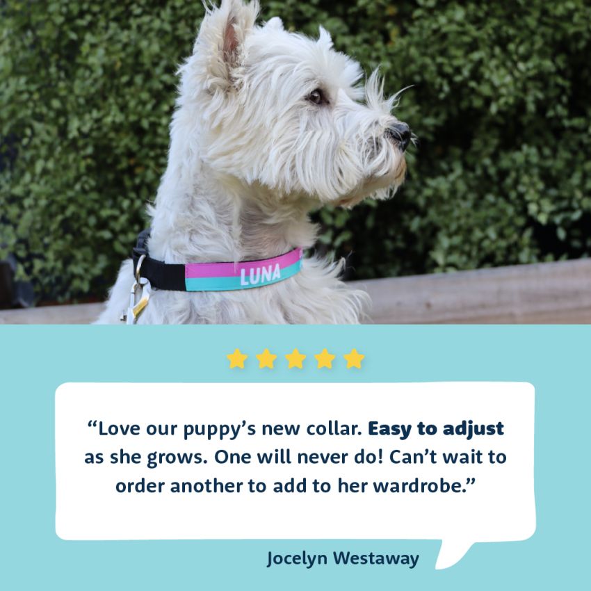 Personalised Dog Collars product preview image