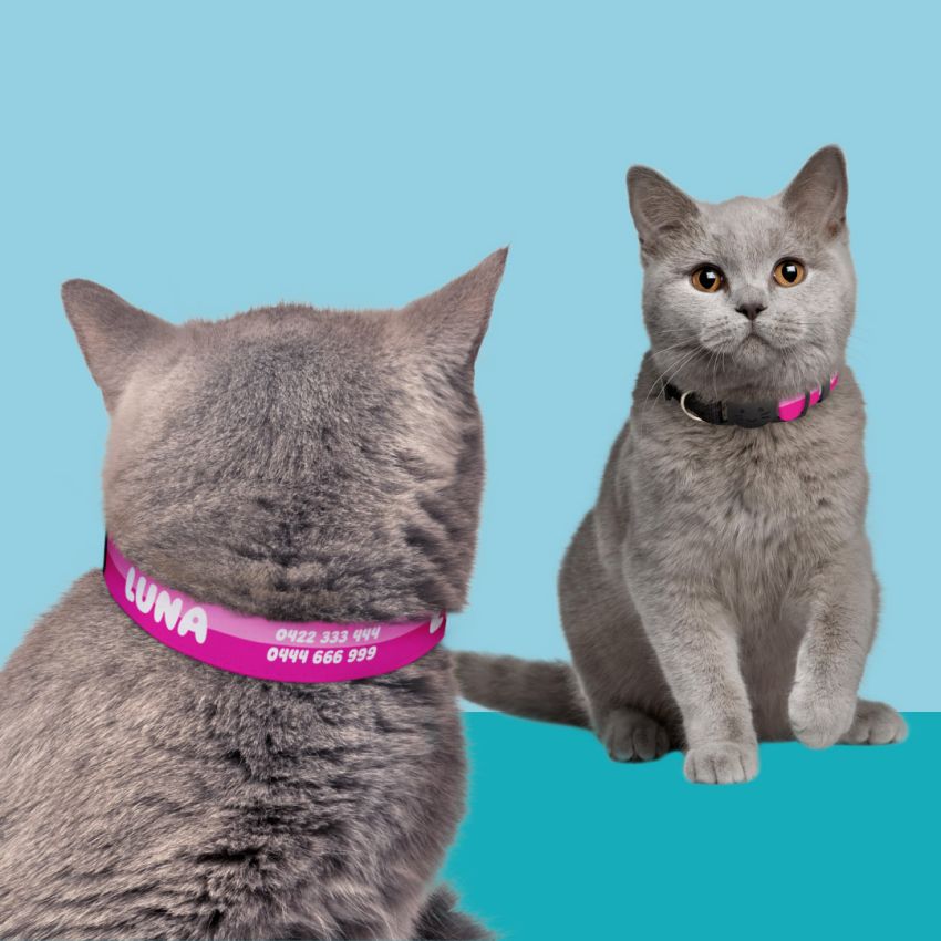 Personalised Cat Collar gallery image №2