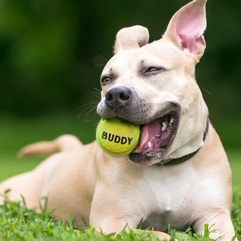 Personalised Tennis Ball product preview image