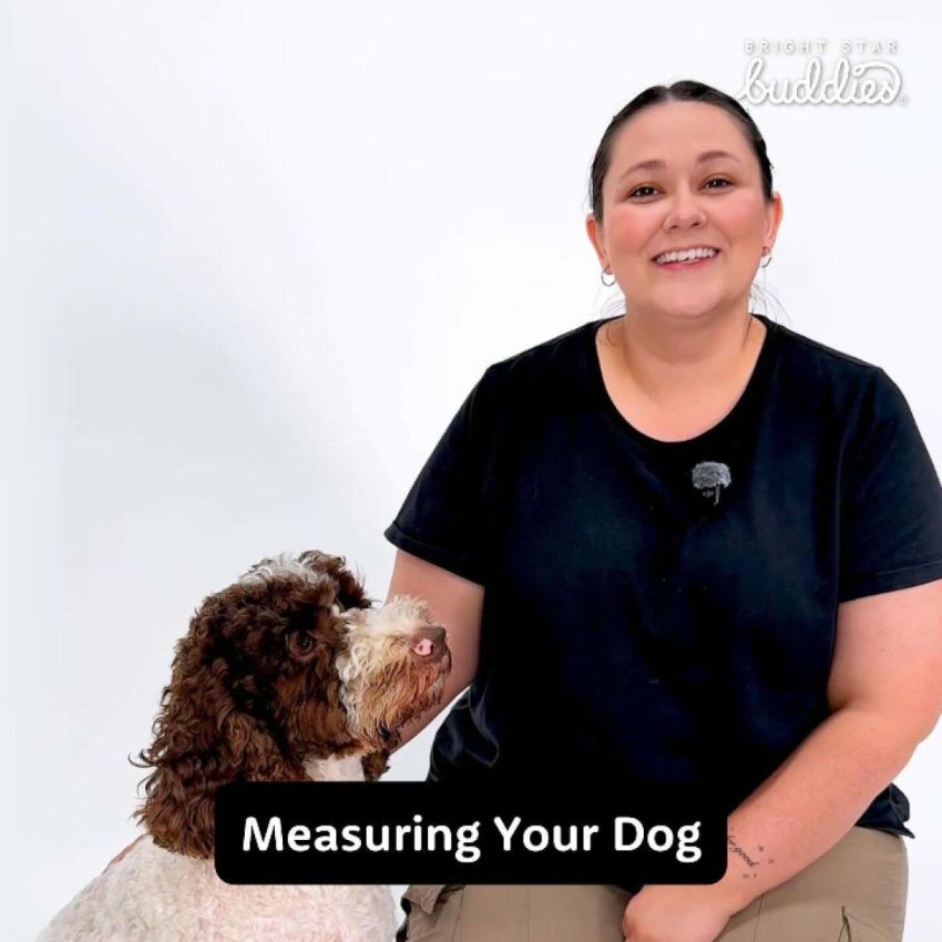 No Pull Dog Harness gallery image №3